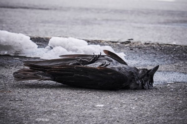 PEST CONTROL BISHOPS STORTFORD, Hertfordshire. Services: Dead Animal Removal. Prompt Dead Animal Removal Services in Bishops Stortford